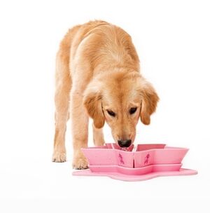 $60 NWT JEFFREE STAR the Star Bowl Set Large NEW IN SEALED PACKAGE for Dogs